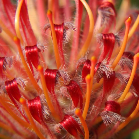 Leucospermum glabrum - Protea arbusto almofada de alfinetes de Outeniqua, Outeniqua pincushion - Imagem 4