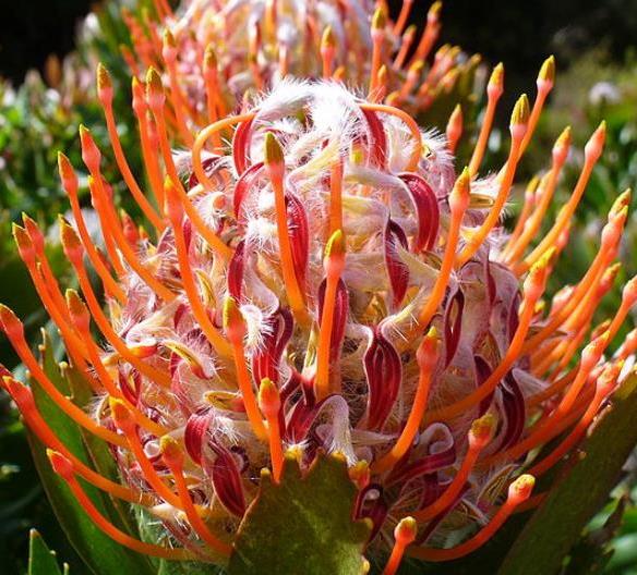 Leucospermum glabrum - Protea arbusto almofada de alfinetes de Outeniqua, Outeniqua pincushion - Imagem 9