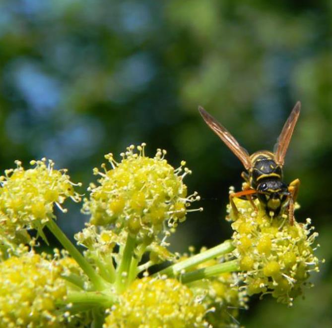 Levisticum officinale - Levistico, Liveche, Lovage, Erva Maggi, Folhas de Ligústica - Imagem 2