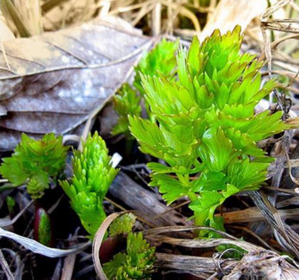 Levisticum officinale - Levistico, Liveche, Lovage, Erva Maggi, Folhas de Ligústica - Imagem 5