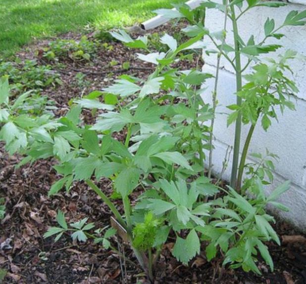Levisticum officinale - Levistico, Liveche, Lovage, Erva Maggi, Folhas de Ligústica - Imagem 6