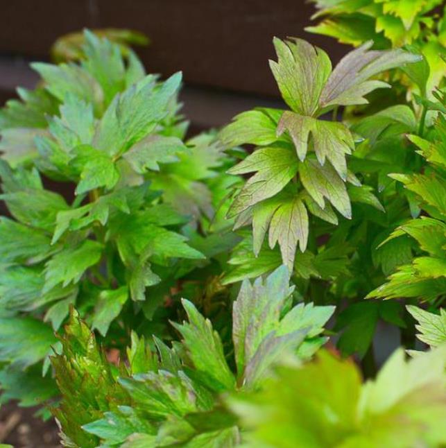 Levisticum officinale - Levistico, Liveche, Lovage, Erva Maggi, Folhas de Ligústica - Imagem 8