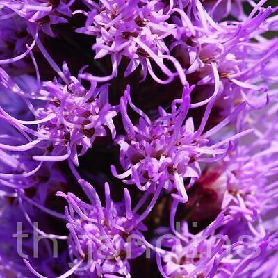 LIATRIS SPICATA - ESTRELA ARDENTE