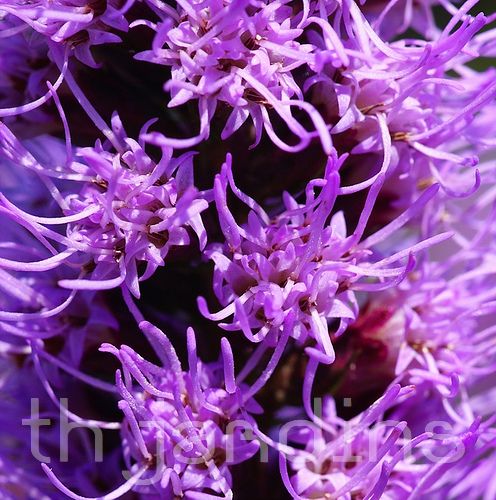 LIATRIS SPICATA - ESTRELA ARDENTE