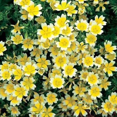 Limnanthes douglasii - Planta-ovo-pochê, Espuma do Prado, Flor do Ovo