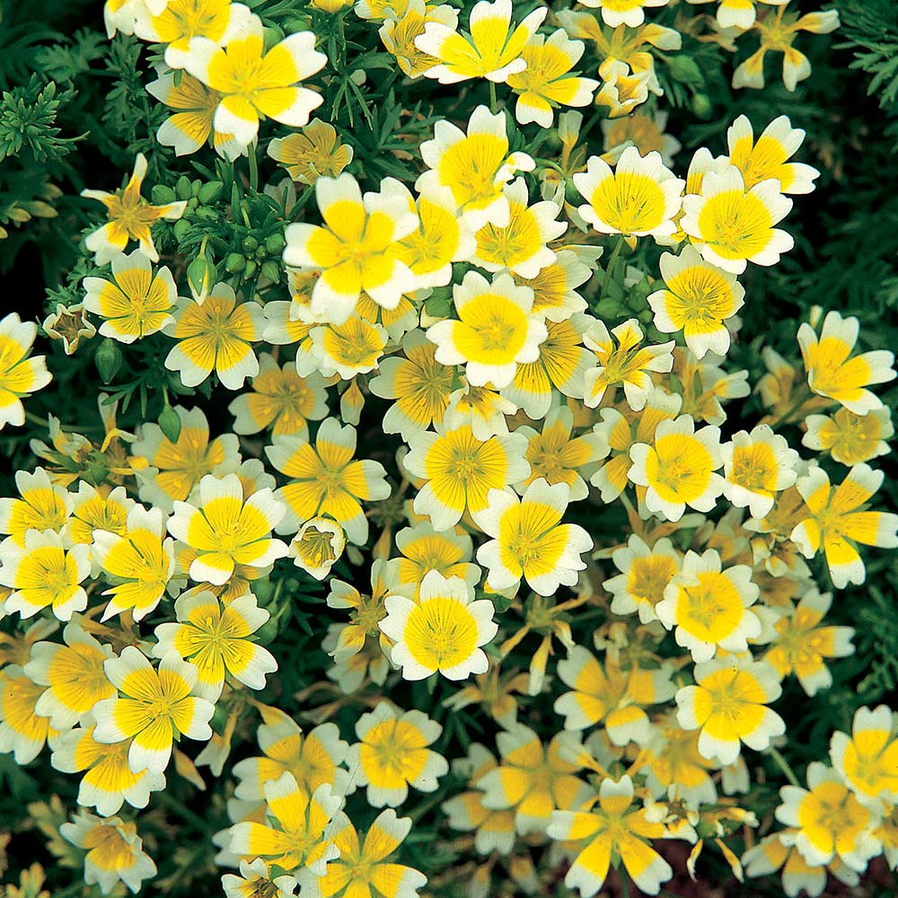 Limnanthes douglasii - Planta-ovo-pochê, Espuma do Prado, Flor do Ovo