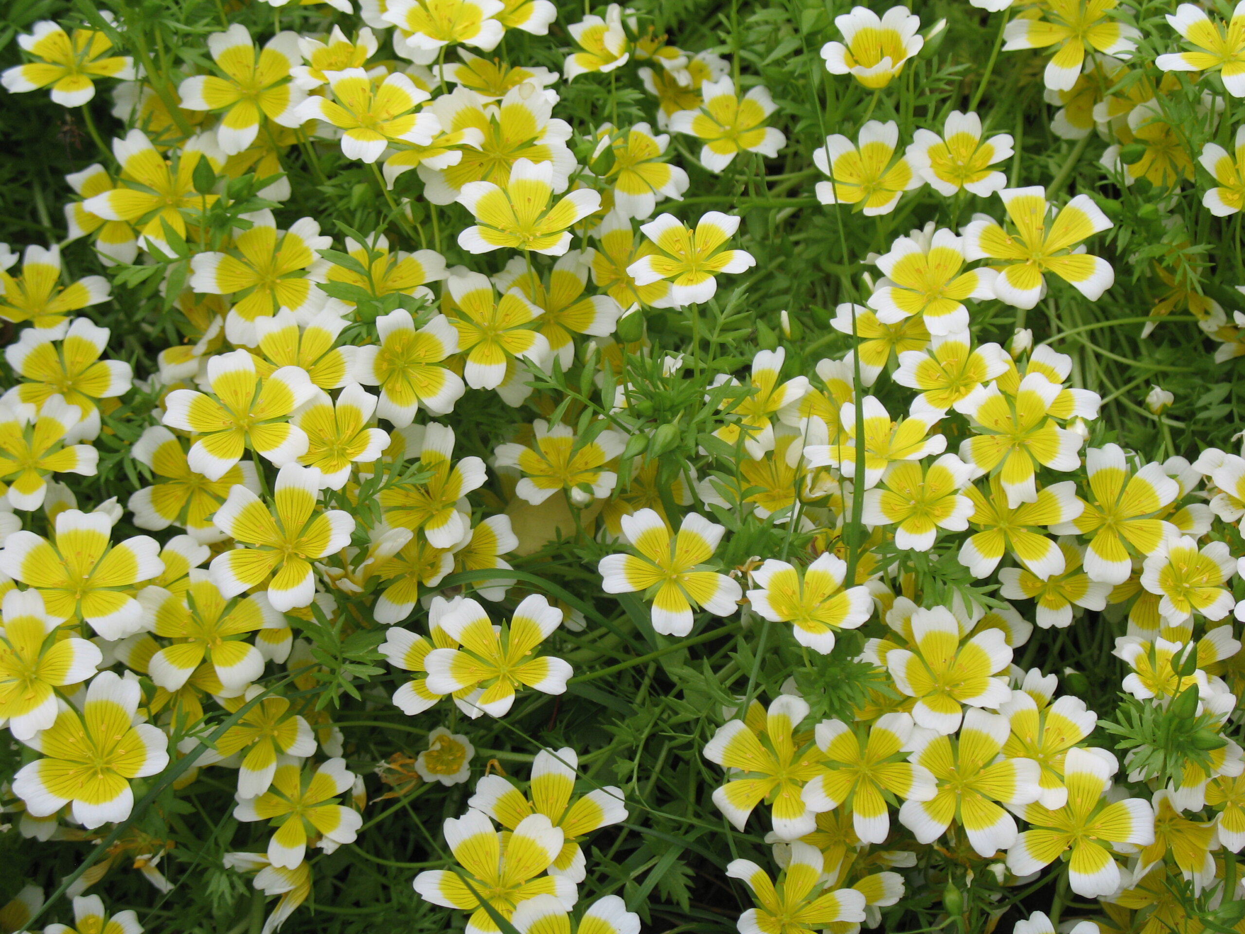 Limnanthes douglasii - Planta-ovo-pochê, Espuma do Prado, Flor do Ovo - Imagem 2