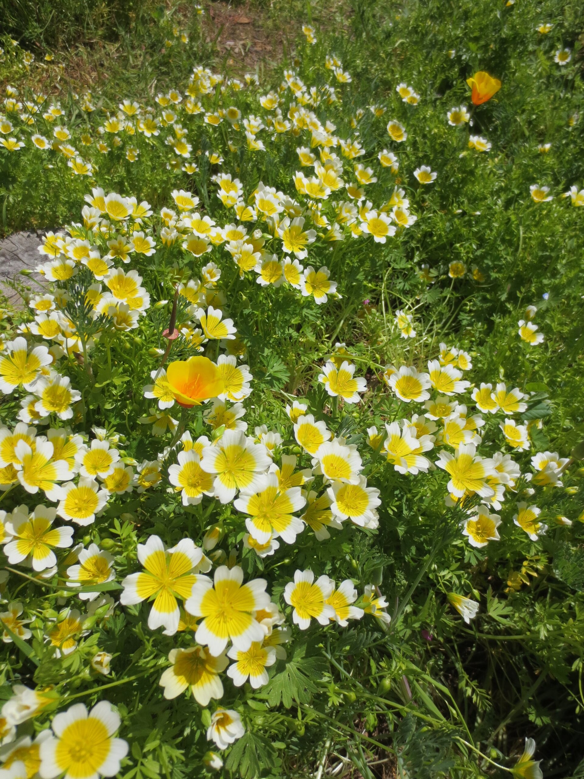 Limnanthes douglasii - Planta-ovo-pochê, Espuma do Prado, Flor do Ovo - Imagem 4