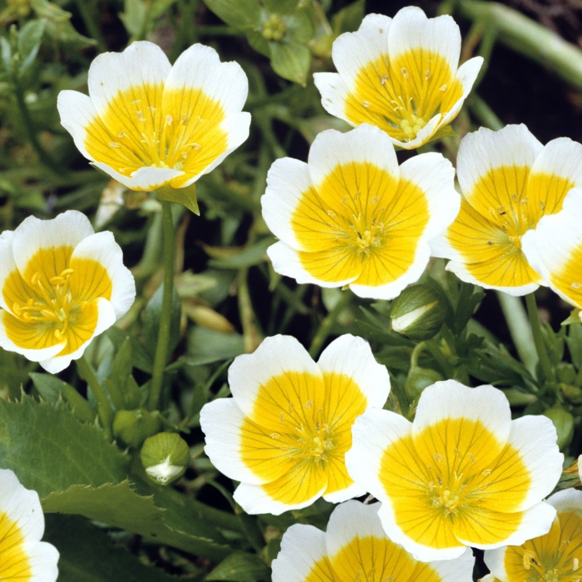Limnanthes douglasii - Planta-ovo-pochê, Espuma do Prado, Flor do Ovo - Imagem 6