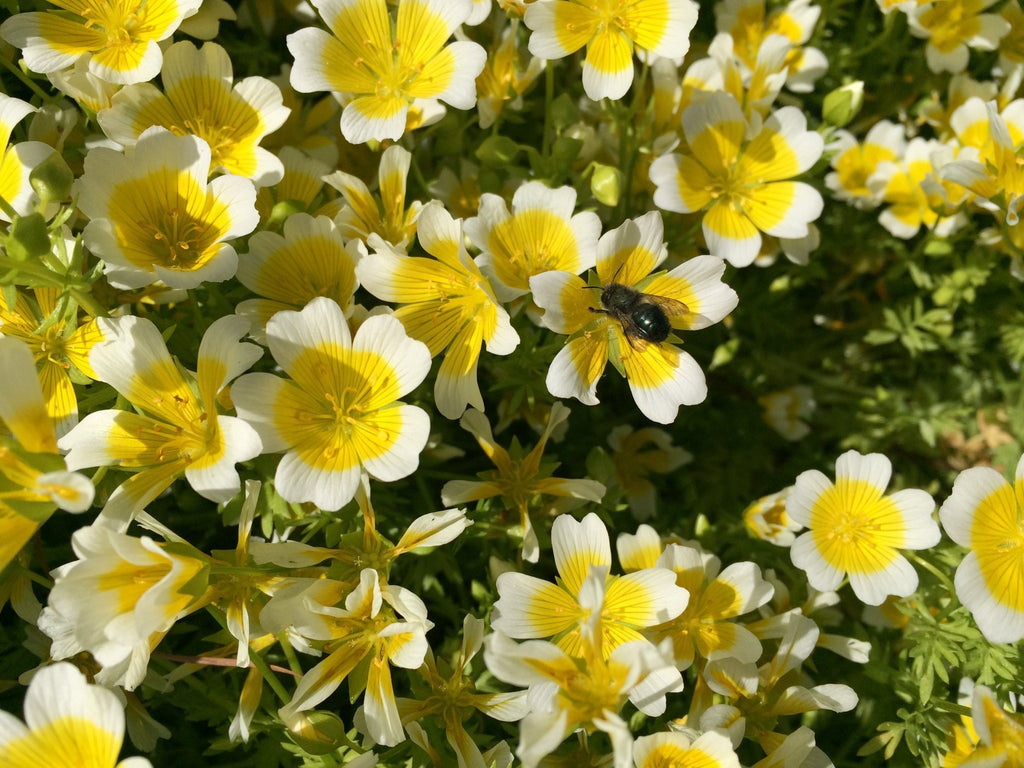 Limnanthes douglasii - Planta-ovo-pochê, Espuma do Prado, Flor do Ovo - Imagem 7