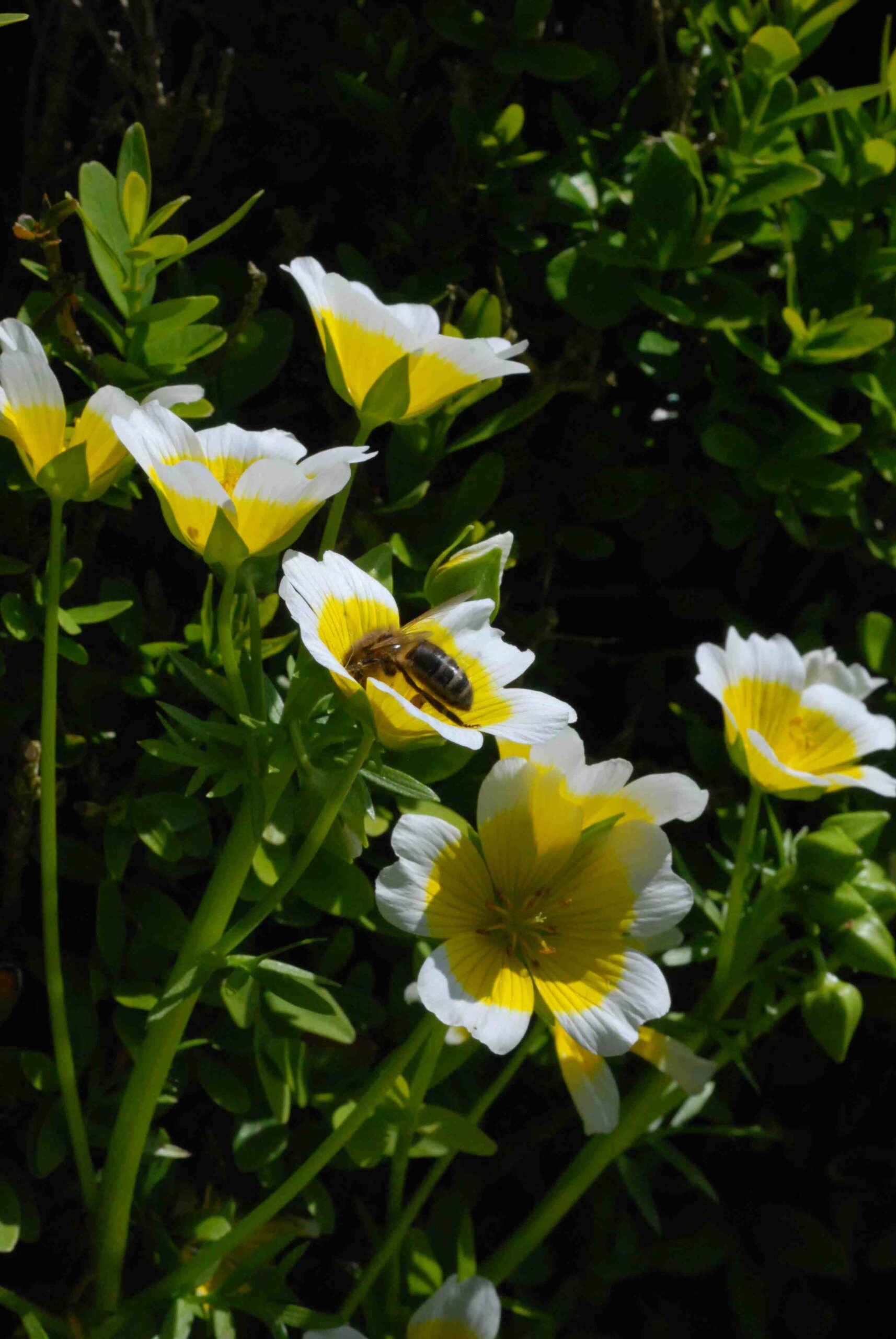 Limnanthes douglasii - Planta-ovo-pochê, Espuma do Prado, Flor do Ovo - Imagem 8