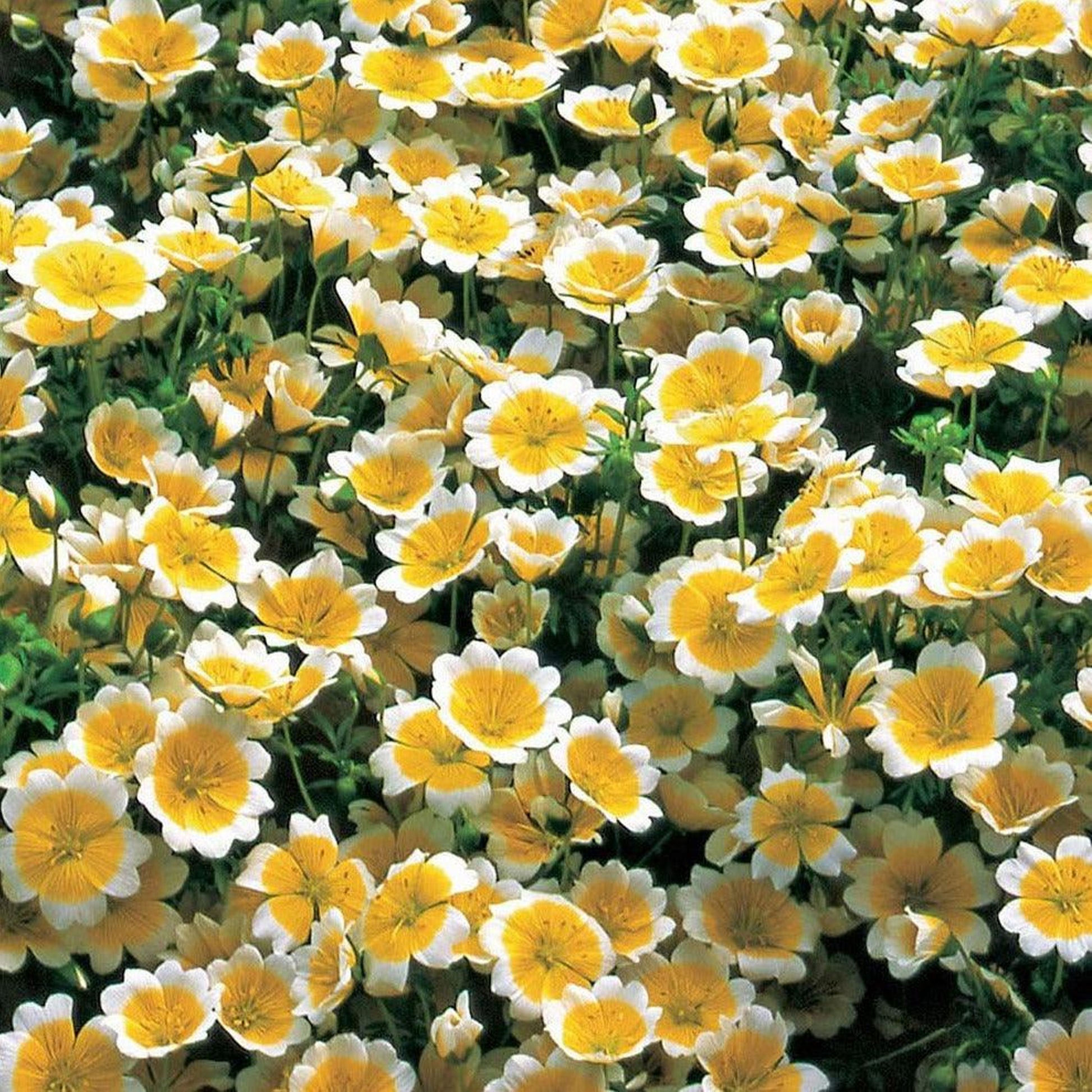 Limnanthes douglasii - Planta-ovo-pochê, Espuma do Prado, Flor do Ovo - Imagem 9