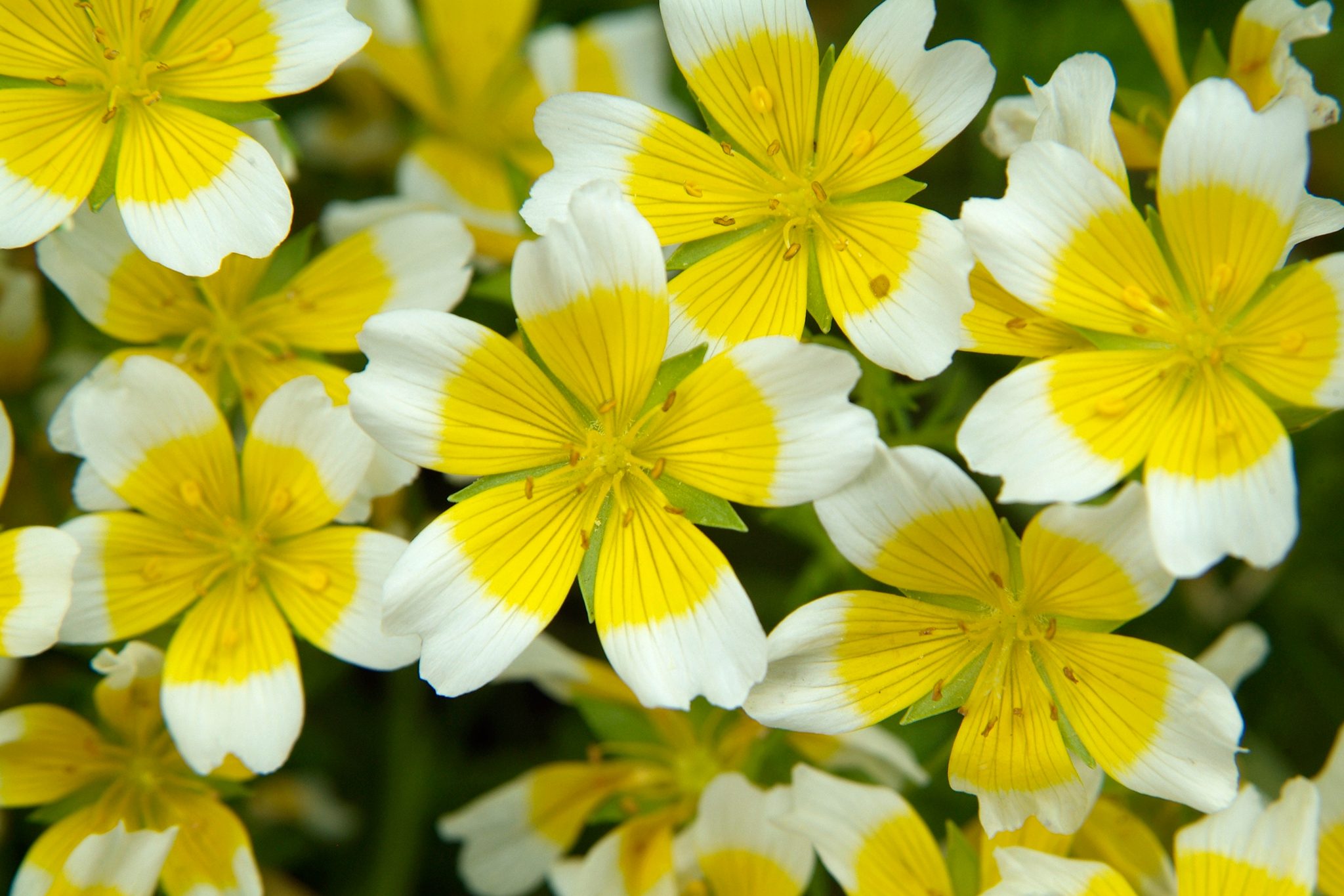 Limnanthes douglasii - Planta-ovo-pochê, Espuma do Prado, Flor do Ovo - Imagem 11