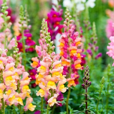 Linaria maroccana ‘Northern Light’ Mix - Aurora Boreal, Linaria Marroquina ‘Northern Light’