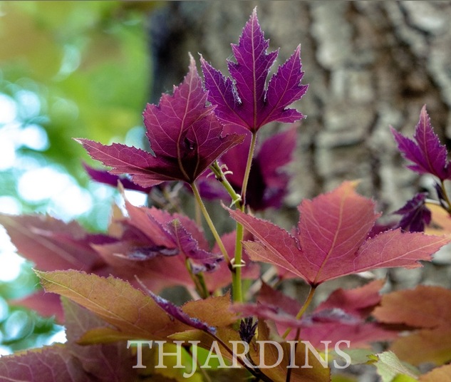 Liquidambar formosana - Goma Formosa, Goma Doce Chinesa, Goma Doce Formosa, Sweetgum