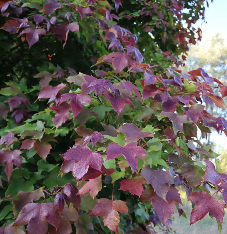 Liquidambar formosana - Goma Formosa, Goma Doce Chinesa, Goma Doce Formosa, Sweetgum - Imagem 2