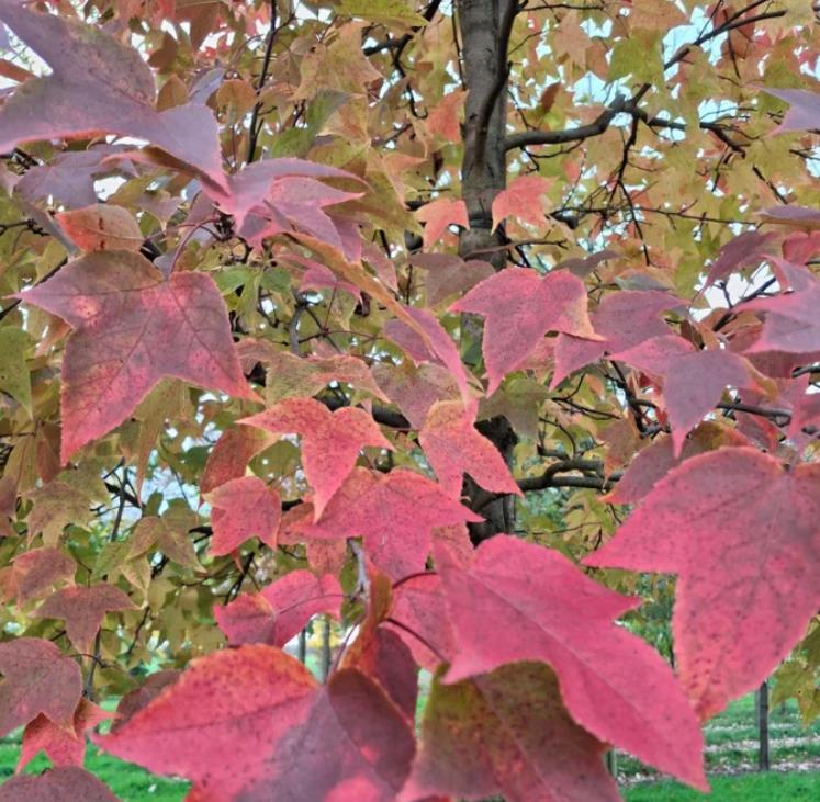 Liquidambar formosana - Goma Formosa, Goma Doce Chinesa, Goma Doce Formosa, Sweetgum - Imagem 3