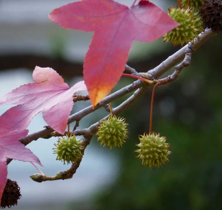 Liquidambar formosana - Goma Formosa, Goma Doce Chinesa, Goma Doce Formosa, Sweetgum - Imagem 4