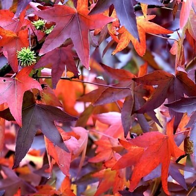 Liquidambar formosana - Goma Formosa, Goma Doce Chinesa, Goma Doce Formosa, Sweetgum
