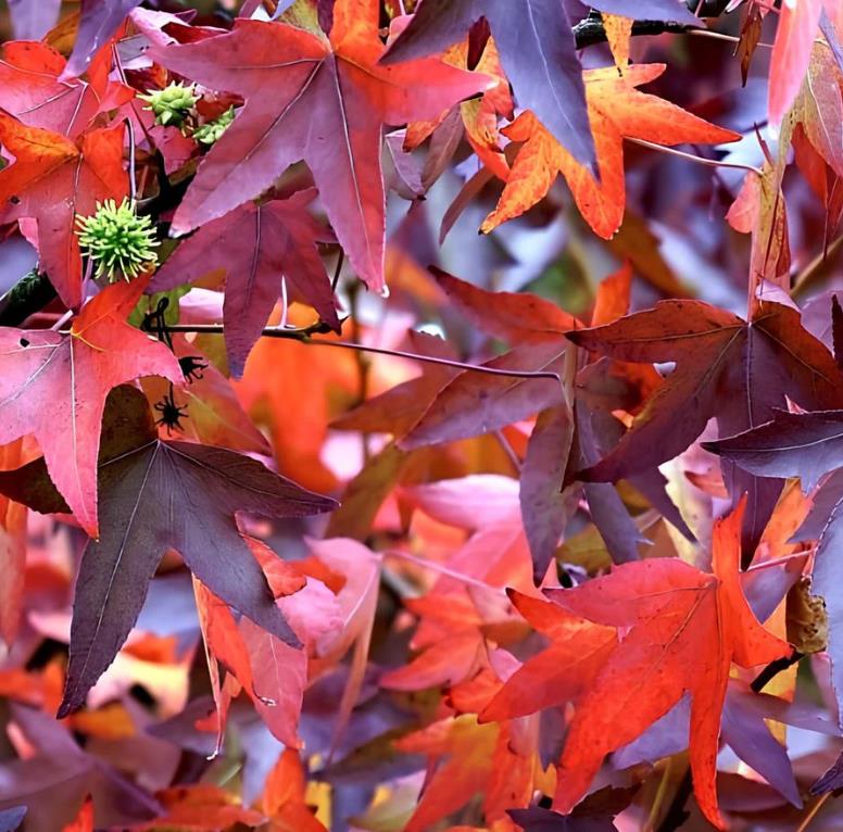 Liquidambar formosana - Goma Formosa, Goma Doce Chinesa, Goma Doce Formosa, Sweetgum - Imagem 5