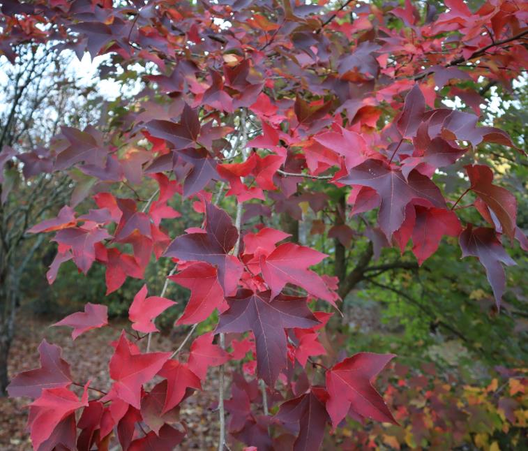 Liquidambar formosana - Goma Formosa, Goma Doce Chinesa, Goma Doce Formosa, Sweetgum - Imagem 6