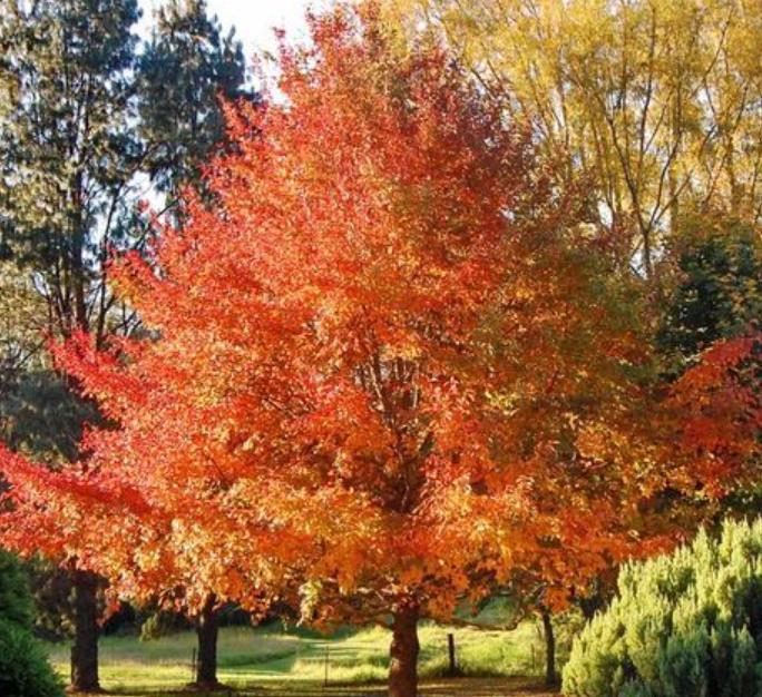 Liquidambar styraciflua - Liquidâmbar, Sweet-gum - Imagem 2