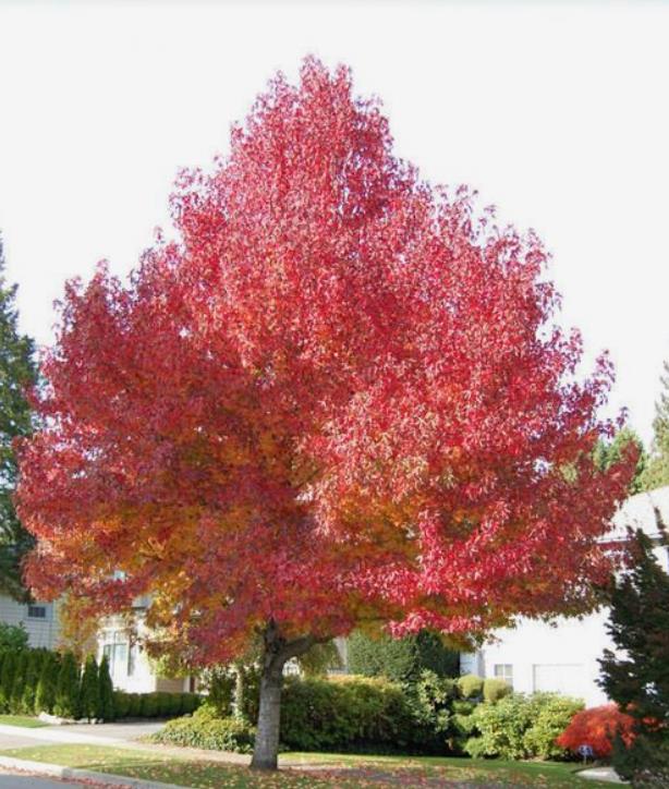 Liquidambar styraciflua - Liquidâmbar, Sweet-gum - Imagem 3