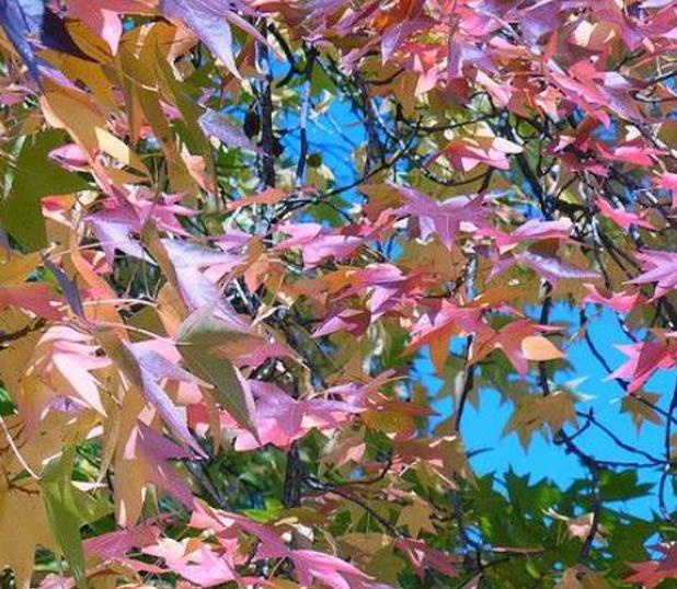 Liquidambar styraciflua - Liquidâmbar, Sweet-gum - Imagem 4