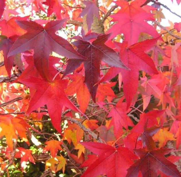 Liquidambar styraciflua - Liquidâmbar, Sweet-gum - Imagem 5