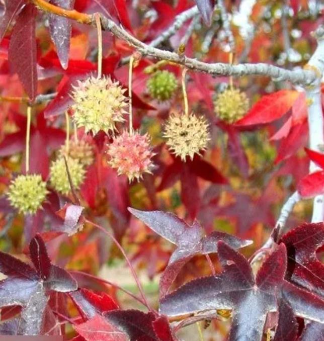 Liquidambar styraciflua - Liquidâmbar, Sweet-gum - Imagem 7