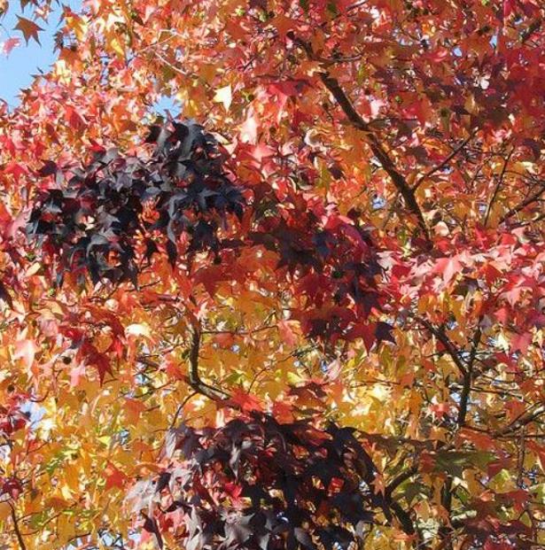 Liquidambar styraciflua - Liquidâmbar, Sweet-gum - Imagem 8