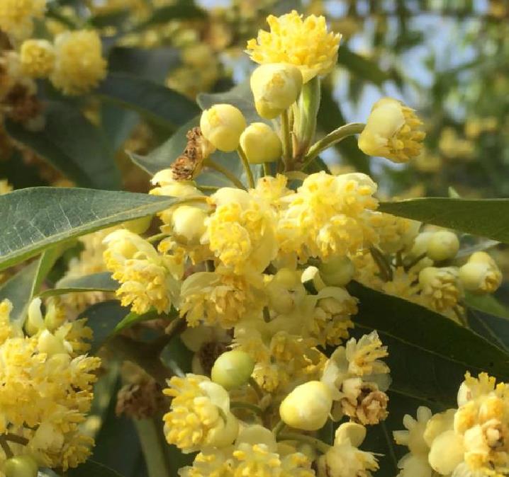 Litsea cubeba - Pimenta da Montanha, May Chang, Litsea Aromática, Cubeba, Pimenta de Java - Imagem 3