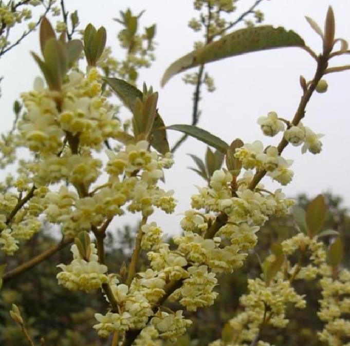 Litsea cubeba - Pimenta da Montanha, May Chang, Litsea Aromática, Cubeba, Pimenta de Java - Imagem 4
