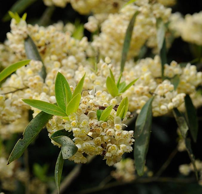 Litsea cubeba - Pimenta da Montanha, May Chang, Litsea Aromática, Cubeba, Pimenta de Java - Imagem 5