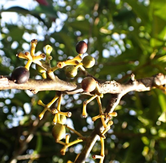 Litsea cubeba - Pimenta da Montanha, May Chang, Litsea Aromática, Cubeba, Pimenta de Java - Imagem 6