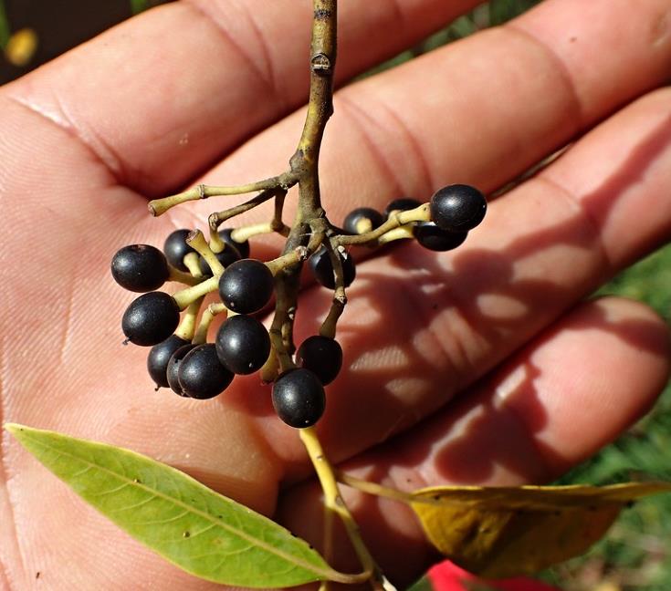 Litsea cubeba - Pimenta da Montanha, May Chang, Litsea Aromática, Cubeba, Pimenta de Java - Imagem 7