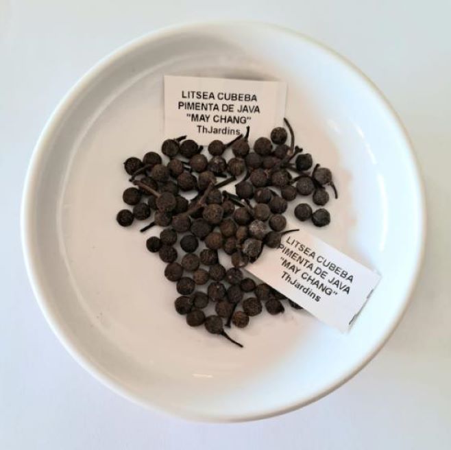 Litsea cubeba - Pimenta da Montanha, May Chang, Litsea Aromática, Cubeba, Pimenta de Java - Imagem 8