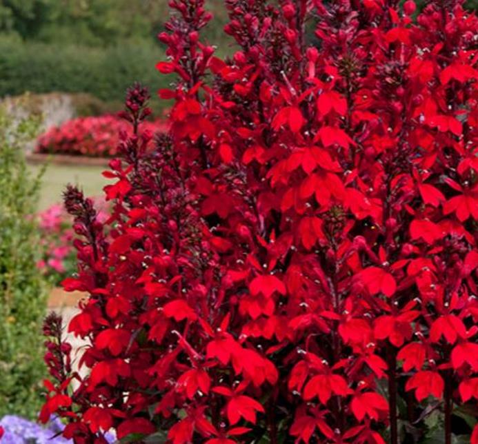 Lobelia cardinalis 'Queen Victoria' - Lobelia Rainha Victoria, Flor Cardeal 'Rainha Vitória', Lobelia Esplêndida, Lob - Imagem 3