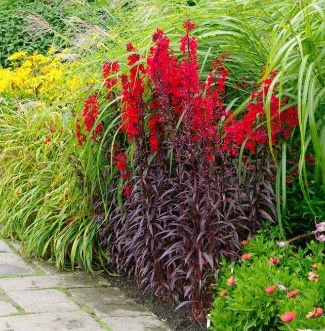 Lobelia cardinalis 'Queen Victoria' - Lobelia Rainha Victoria, Flor Cardeal 'Rainha Vitória', Lobelia Esplêndida, Lob - Imagem 4