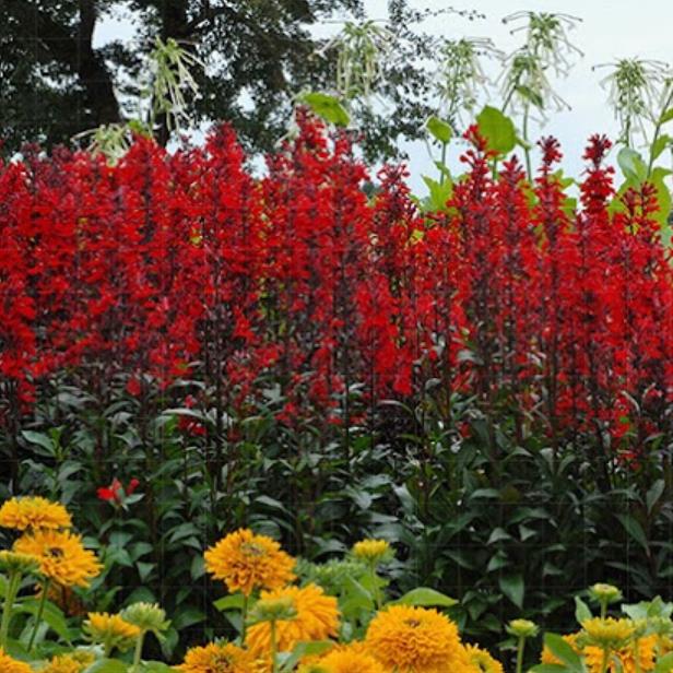 Lobelia cardinalis 'Queen Victoria' - Lobelia Rainha Victoria, Flor Cardeal 'Rainha Vitória', Lobelia Esplêndida, Lob - Imagem 5