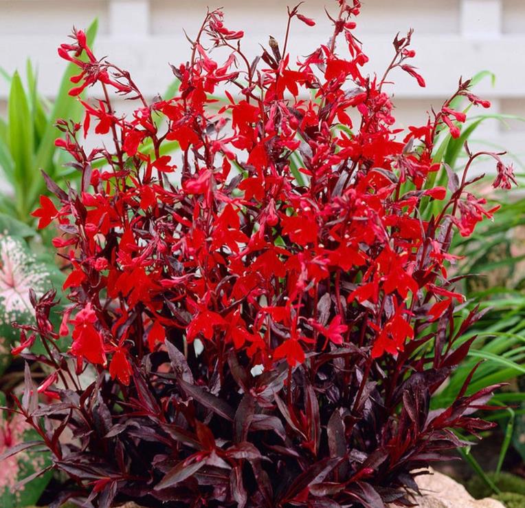 Lobelia cardinalis 'Queen Victoria' - Lobelia Rainha Victoria, Flor Cardeal 'Rainha Vitória', Lobelia Esplêndida, Lob - Imagem 7