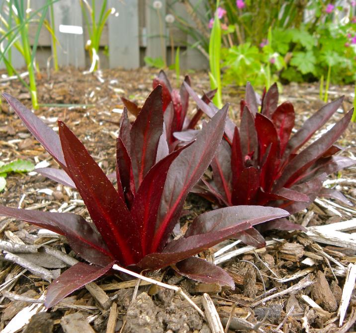 Lobelia cardinalis 'Queen Victoria' - Lobelia Rainha Victoria, Flor Cardeal 'Rainha Vitória', Lobelia Esplêndida, Lob - Imagem 8