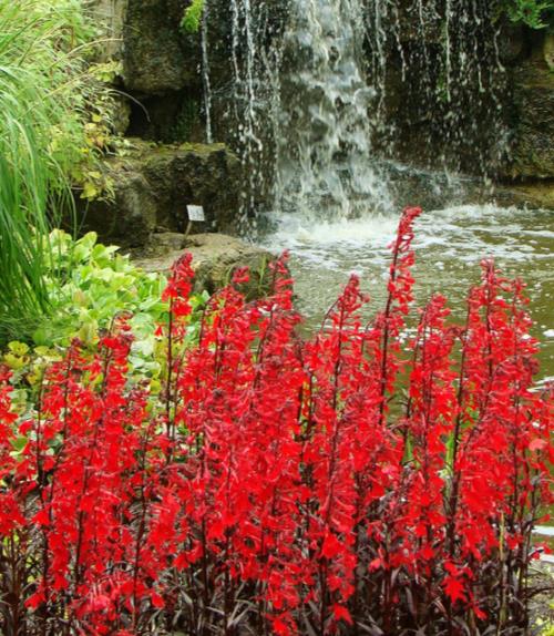 Lobelia cardinalis 'Queen Victoria' - Lobelia Rainha Victoria, Flor Cardeal 'Rainha Vitória', Lobelia Esplêndida, Lob - Imagem 10