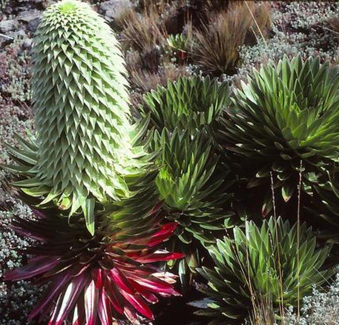 Lobelia gregoriana ssp. Gregoriana - Lobelia gigante, Lobelia Gin Tônica, Lobelia tree - Imagem 2