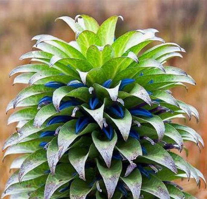 Lobelia gregoriana ssp. Gregoriana - Lobelia gigante, Lobelia Gin Tônica, Lobelia tree - Imagem 5