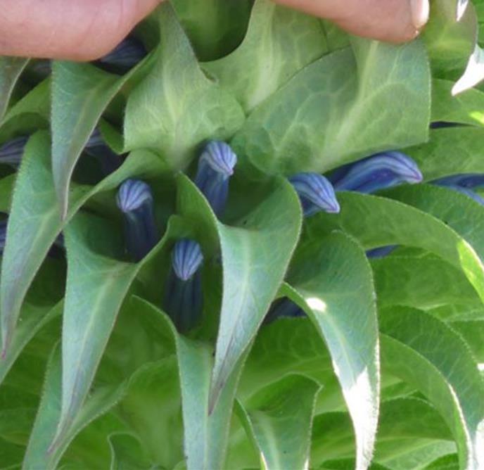 Lobelia gregoriana ssp. Gregoriana - Lobelia gigante, Lobelia Gin Tônica, Lobelia tree - Imagem 6