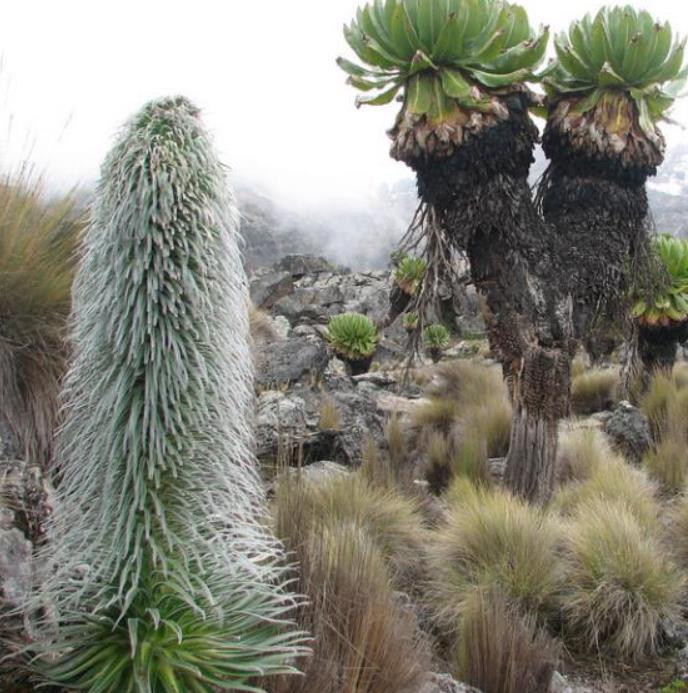 Lobelia telekii - Lobelia Gigante, Lobelia Primo Itt, Cousin Itt Lobelia - Imagem 2
