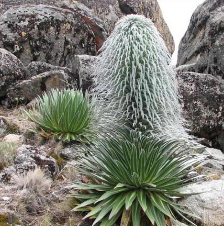 Lobelia telekii - Lobelia Gigante, Lobelia Primo Itt, Cousin Itt Lobelia - Imagem 3