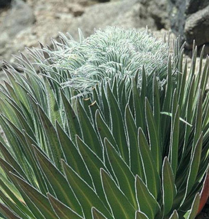 Lobelia telekii - Lobelia Gigante, Lobelia Primo Itt, Cousin Itt Lobelia - Imagem 6