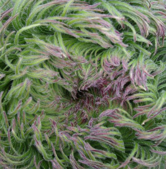 Lobelia telekii - Lobelia Gigante, Lobelia Primo Itt, Cousin Itt Lobelia - Imagem 7